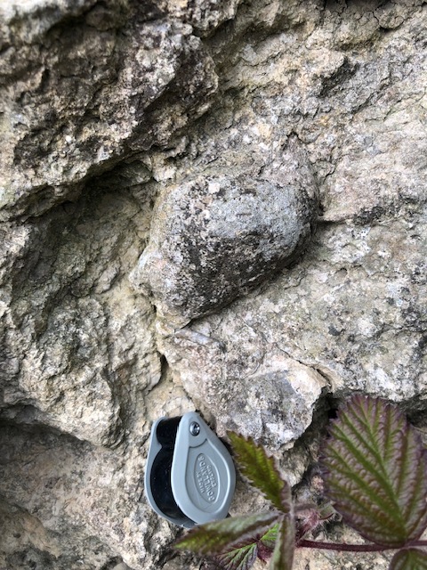 Large Brachiopods deposited within the reef sediments